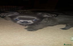Chihuahua dogs for stud: KC Registered Blue Double KB in Chorley - Image 17