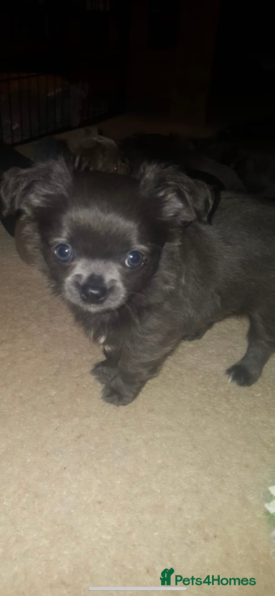 Chihuahua dogs for stud: KC Registered Blue Double KB in Chorley - Image 17