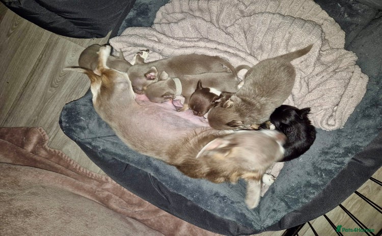 Chihuahua dogs - Advert 1