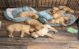 Golden Retriever dogs for sale: Stunning golden retriever  Ready NOW two left in Nottingham - Image 2