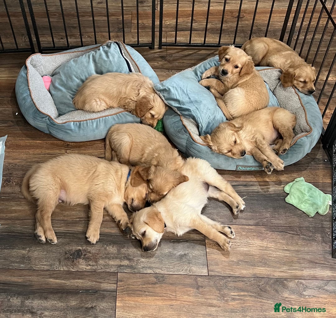 Golden Retriever dogs for sale: Stunning golden retriever  Ready NOW two left in Nottingham - Image 2