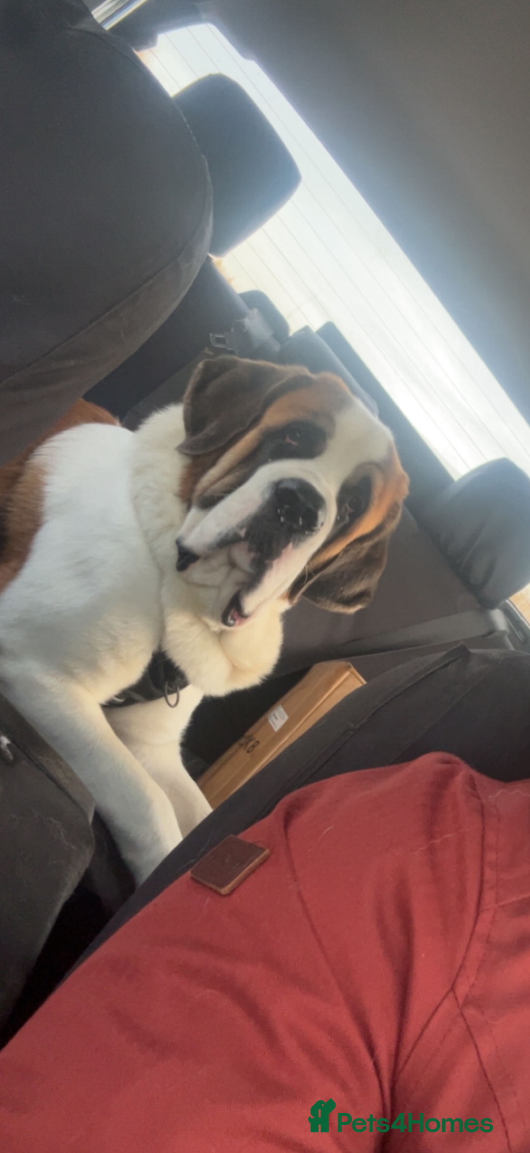 Saint Bernard dogs for sale: Gorgeous Saint Bernard puppies for sale - Advert 10