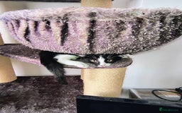 Mixed Breed cats for sale: mixed breed kitten  - Image 1