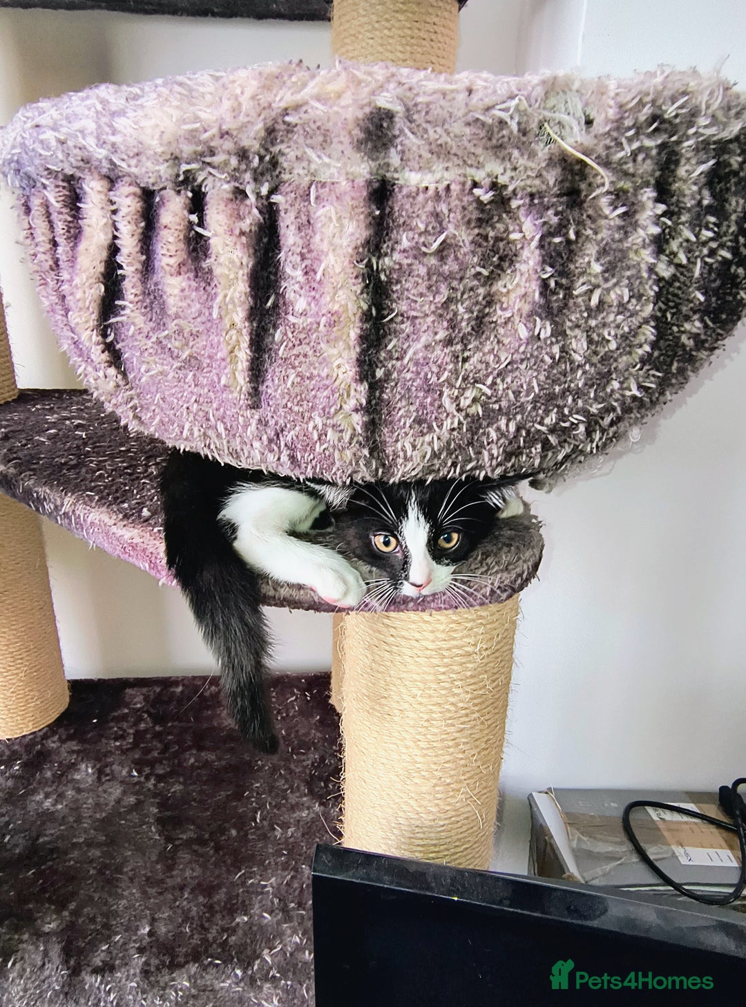 Mixed Breed cats for sale: mixed breed kitten  - Image 1