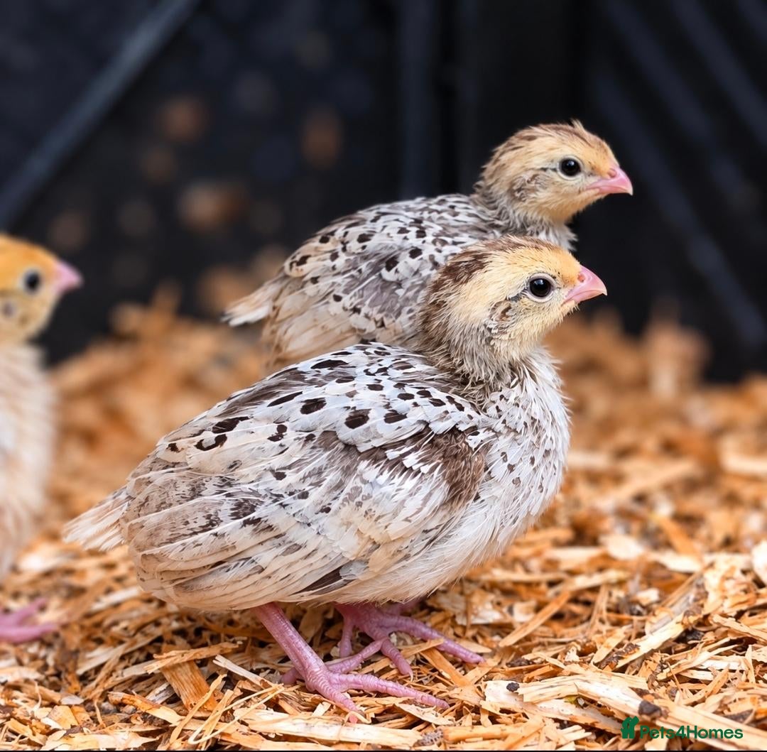 Quail poultry Snowflake Bobwhite Quail - Advert 6