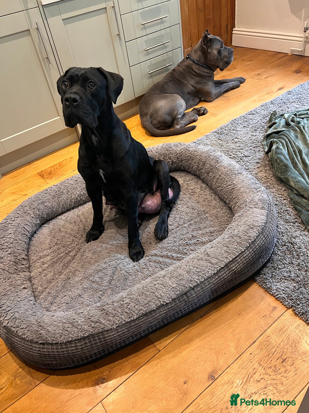 Cane Corso dogs for sale: 🐾 Majestic Cane Corso Puppies –Loyal Guardians 🐾 - Advert 8