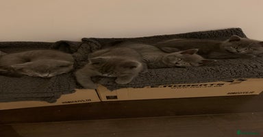 British Shorthair cats British Shorthair Blue Kittens 💛 Raised with Love - Advert 15