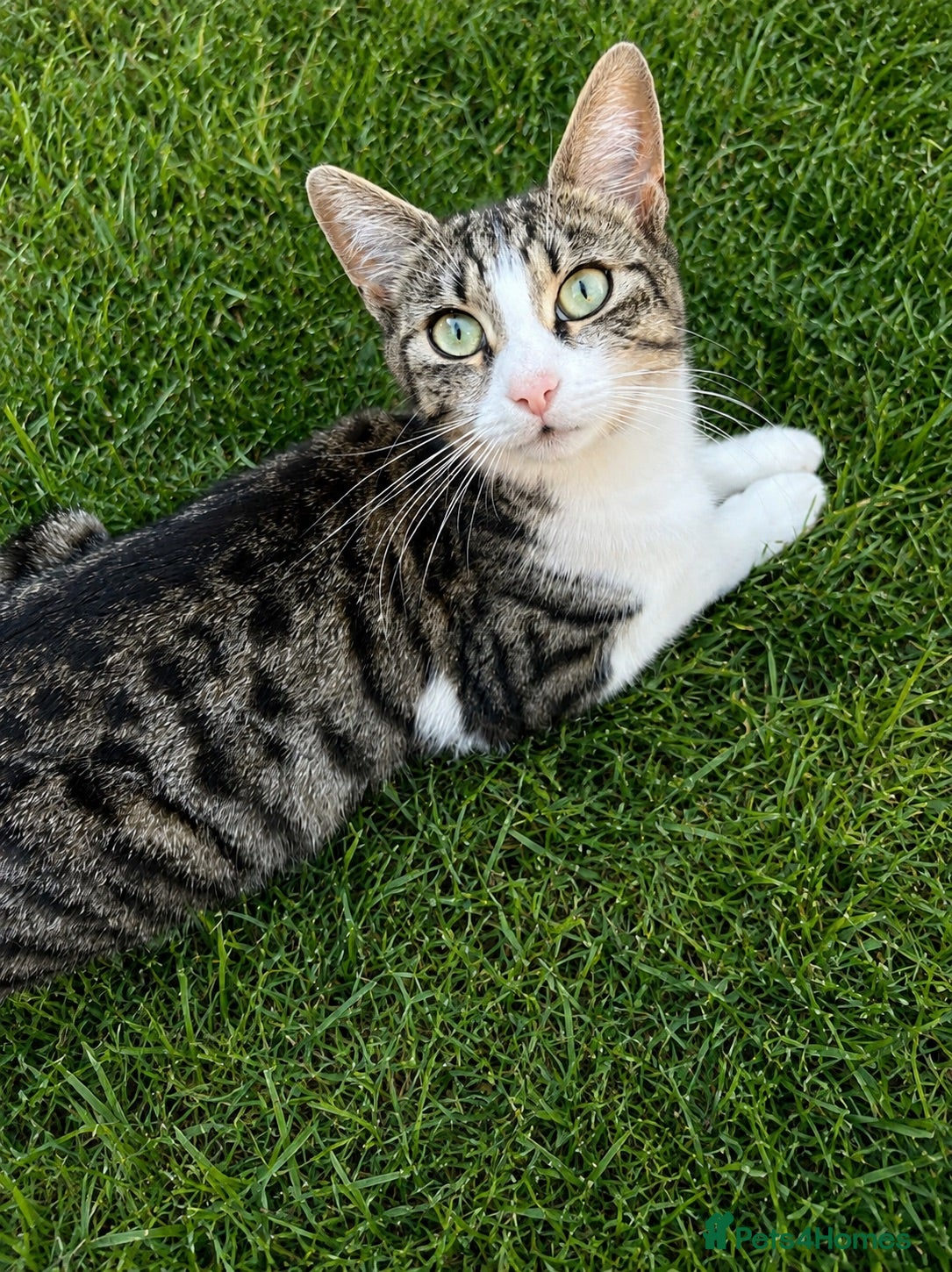 Mixed Breed cats 5 beautiful kittens looking for loving homes ❤️ - Advert 2