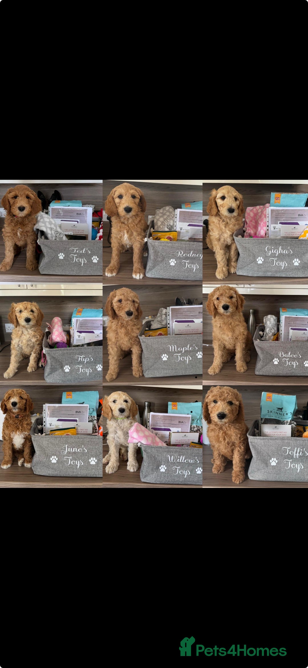Goldendoodle dogs for sale: 🐶🐾🐶AUSTRALIAN DOUBLE DOODLE PUPPIES🐶🐾🐶 - Image 3