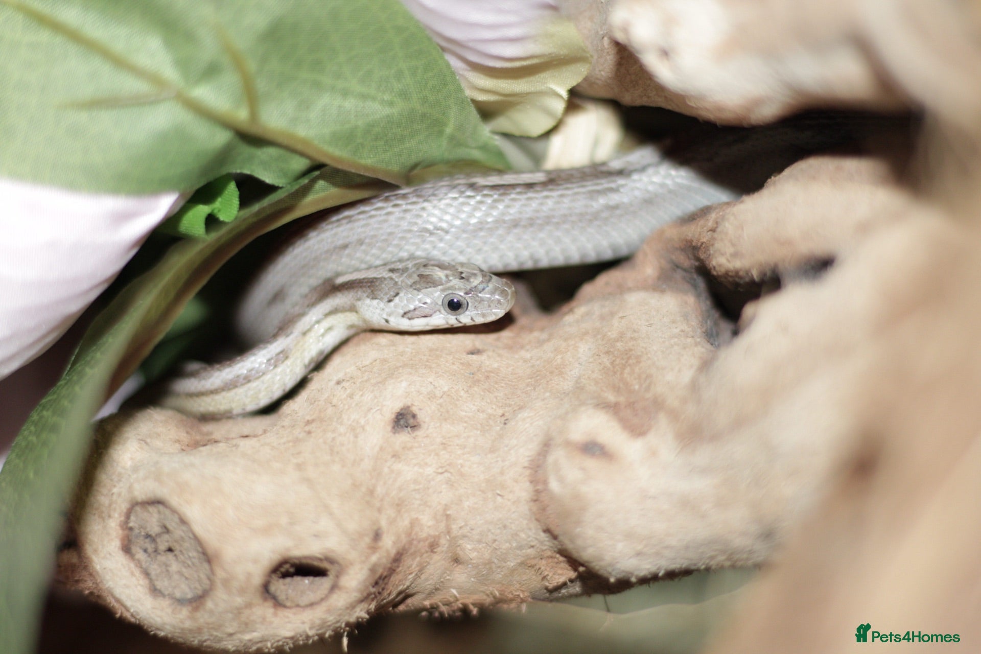 Corn Snake reptiles Corn snake  - Advert 2