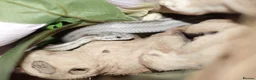 Corn Snake reptiles for sale: Corn snake  in Shrewsbury - Advert 1