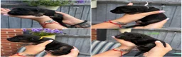 German Shepherd dogs for sale: KC Registered German Shepherd Puppies - Advert 5