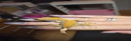 Gecko reptiles for sale: Crested geckos  - Advert 5