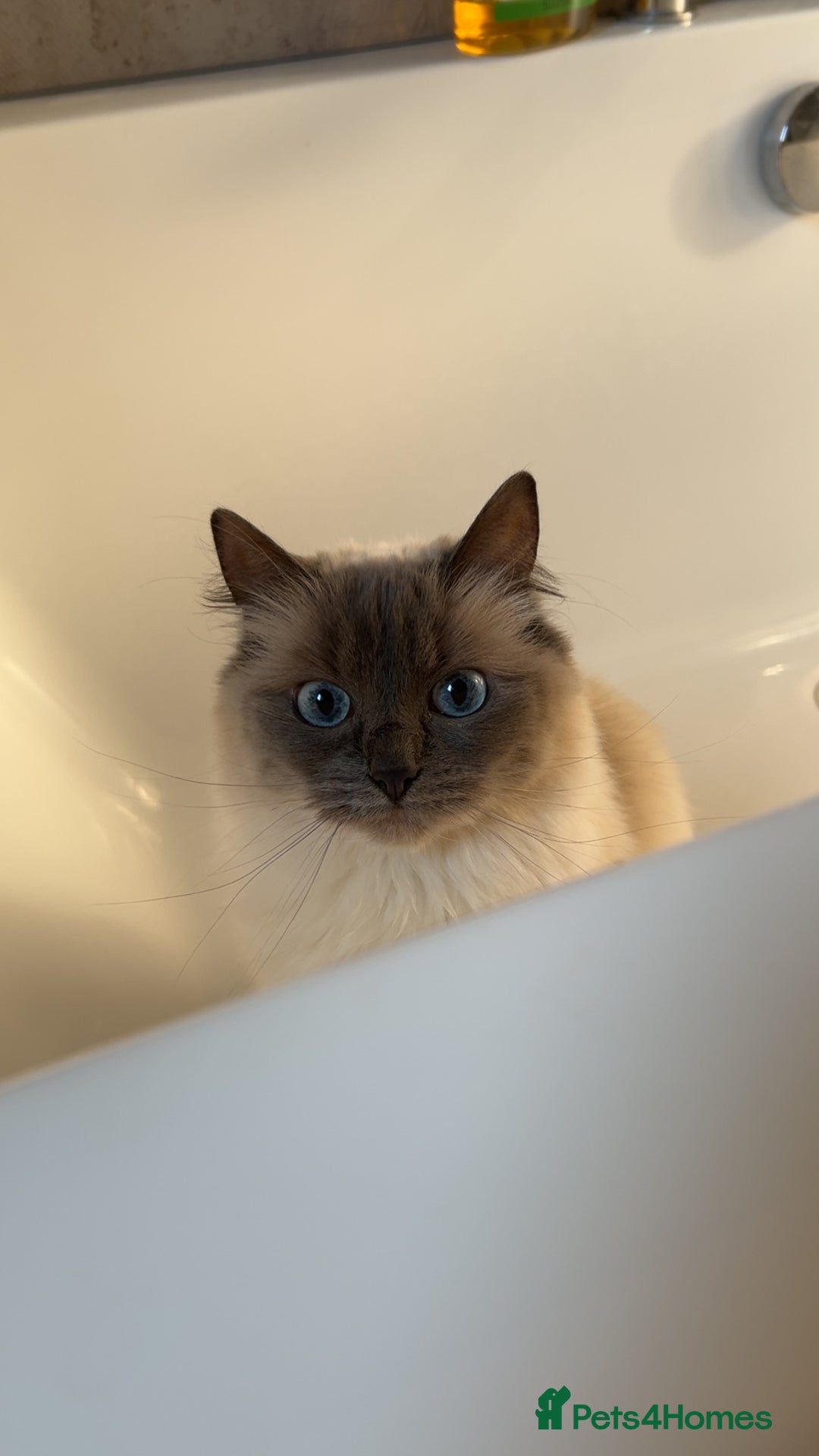 Ragdoll cats for sale: 2 female blue bicoloured ragdolls for sale🤍 - Image 15