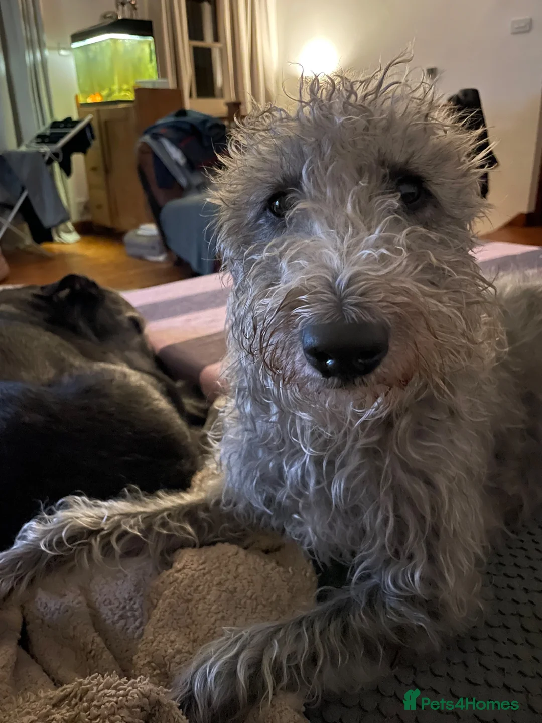 Bedlington Terrier dogs for stud: 3/4 Bedlington 1/4 Whippet proven stud dog - Advert 2