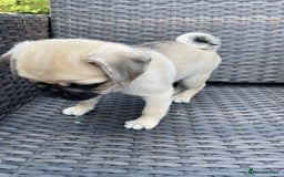 Pug dogs for sale: Pug Puppies  - Image 26