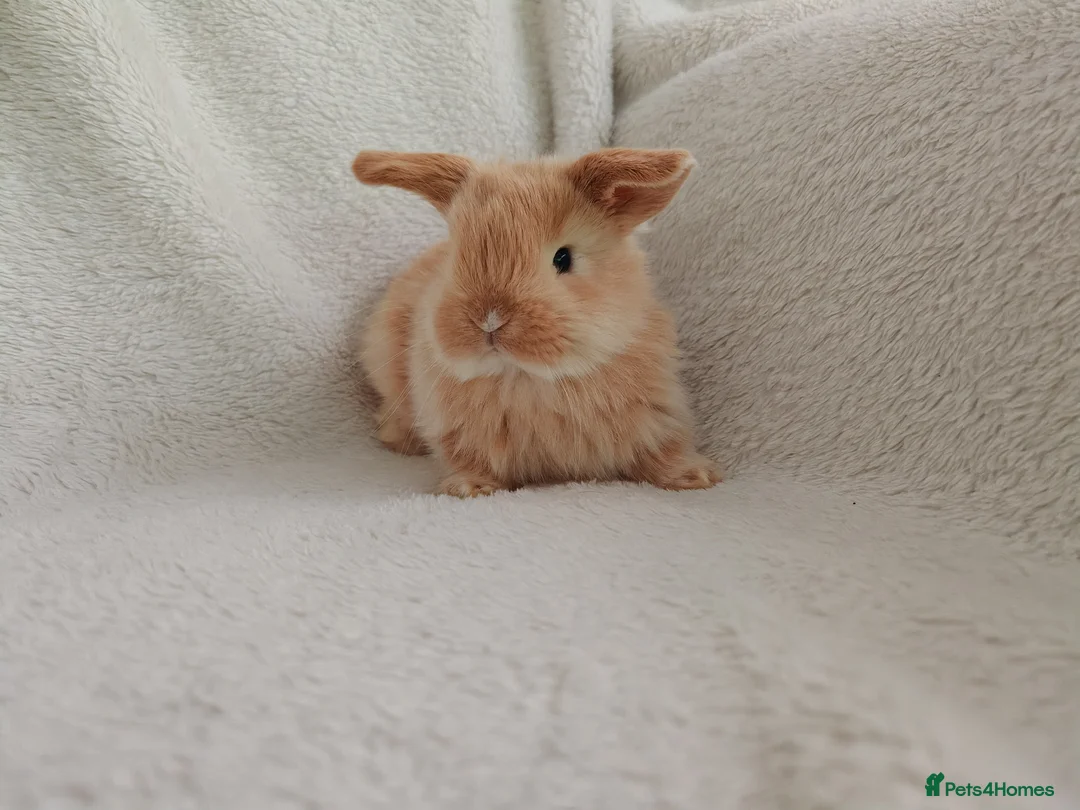 Mini Lop rabbits for sale: Beautiful Baby Mini Lops  - Advert 2