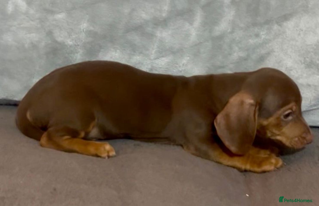 Mixed Breed dogs for sale: Daxijack Puppies Available ❤️💙 - Image 5