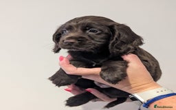 Cocker Spaniel dogs for sale: LAST GIRL LEFT. Working Cocker spaniel, 7wks old - Image 6