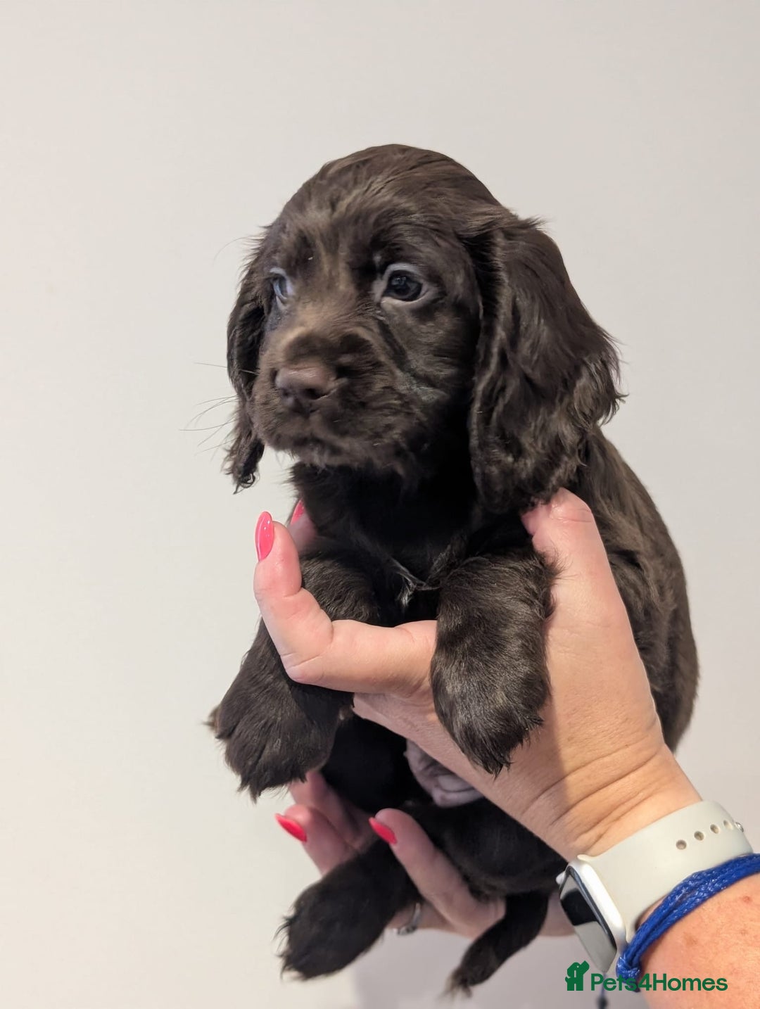 Cocker Spaniel dogs for sale: LAST GIRL LEFT. Working Cocker spaniel, 7wks old - Image 6