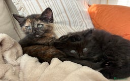 Mixed Breed cats for sale: Beautiful kittens for sale one boy one girl  - Image 3