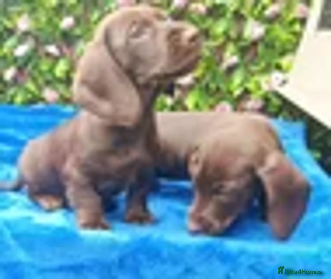 Miniature Dachshund dogs for sale: PIN WIRE MINIS KC REG PRA LAFORA CLR - Advert 3