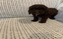 Cockapoo dogs for sale: Show type cockapoo - Image 7
