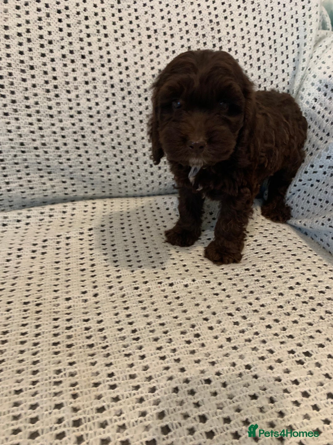 Cockapoo dogs for sale: Show type cockapoo - Image 7