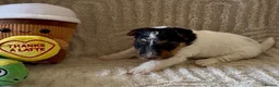 Fox Terrier dogs for sale: Kc registered wire fox terriers  - Advert 4