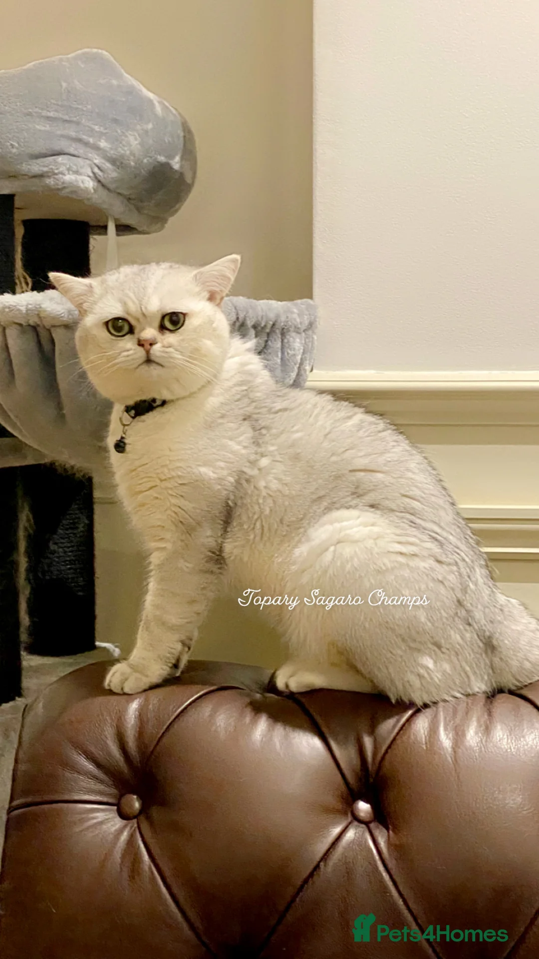 British Shorthair cats for stud: 🏆🥇Outstanding Champion GCCF/TICA stud 🥇🏆 in Dartford - Advert 6
