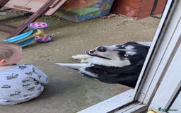 Siberian Husky dogs for sale: Krypto- 1yr Husky, Friendly, Goofy boy. Offers ok - Image 6