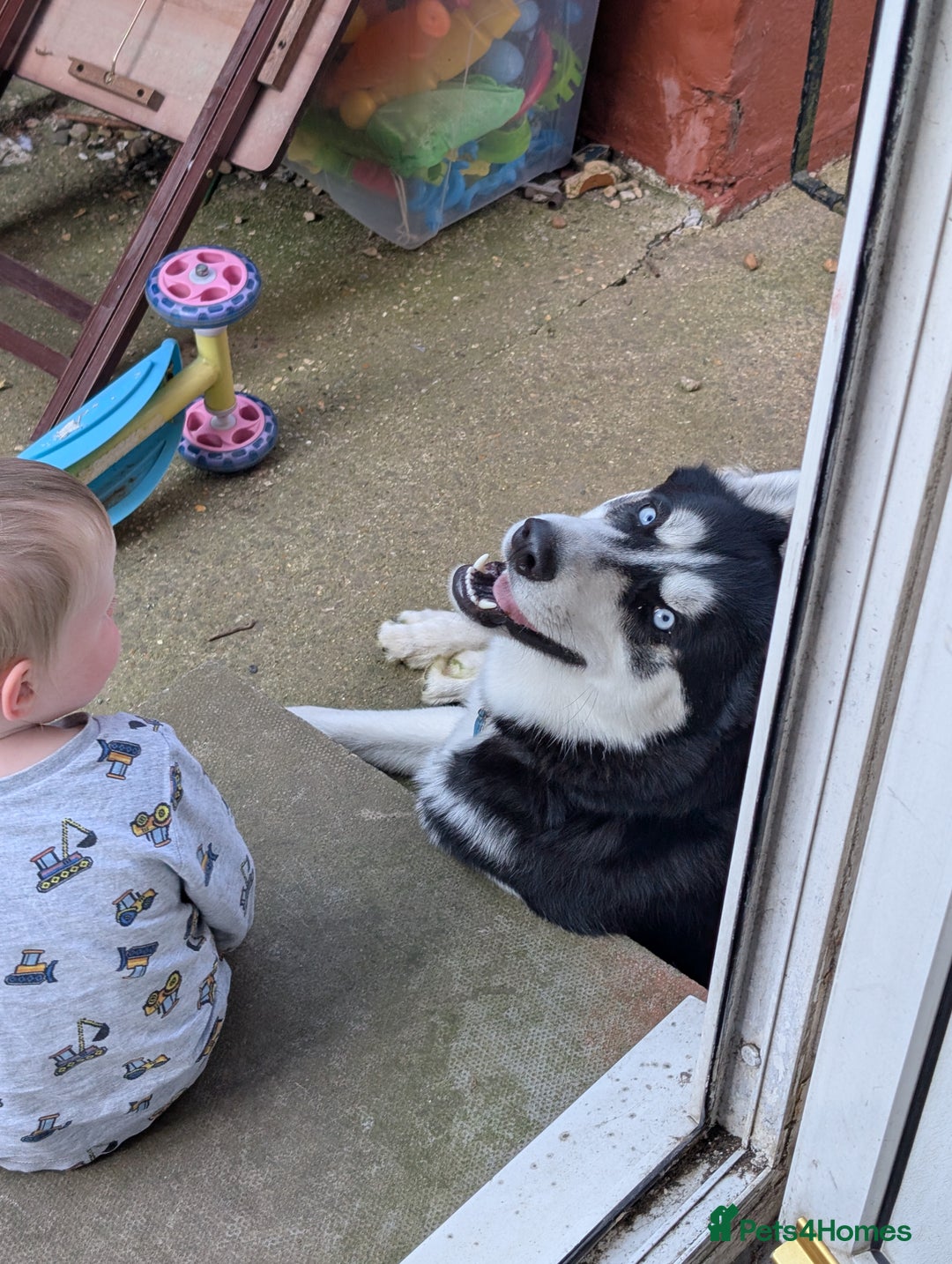 Siberian Husky dogs for sale: Krypto- 1yr Husky, Friendly, Goofy boy. Offers ok - Image 6