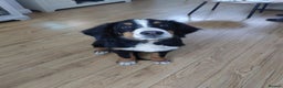 Bernese Mountain Dog dogs for sale: Bernese Mountain Dog  - Advert 2