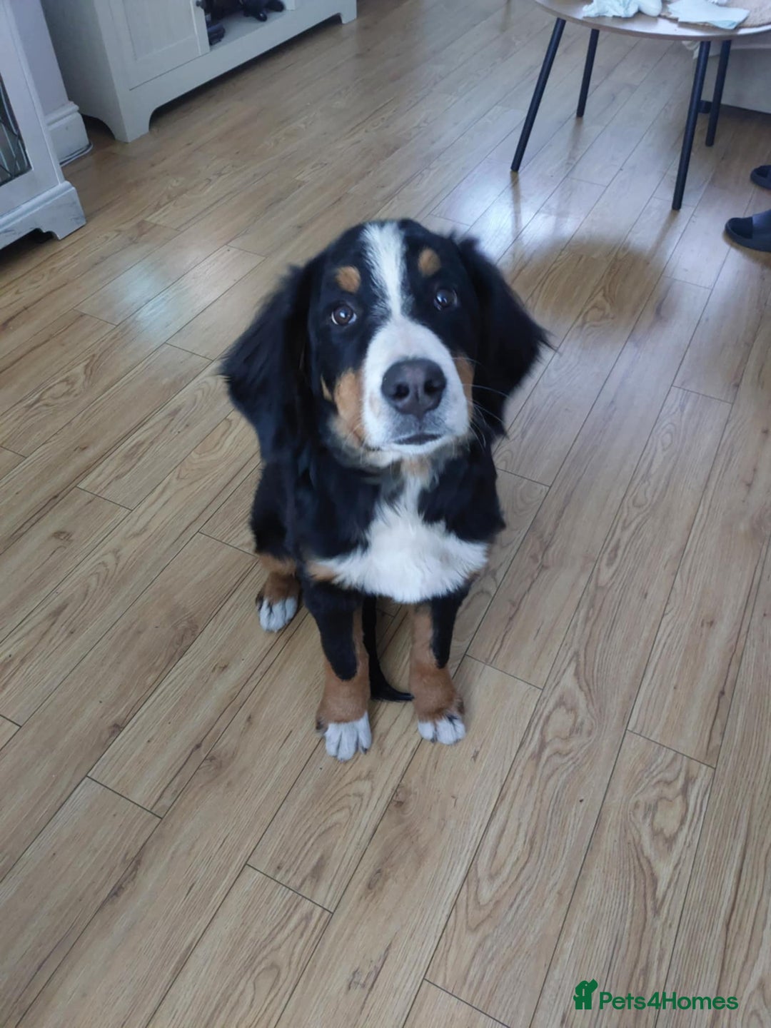 Bernese Mountain Dog dogs for sale: Bernese Mountain Dog  - Advert 2