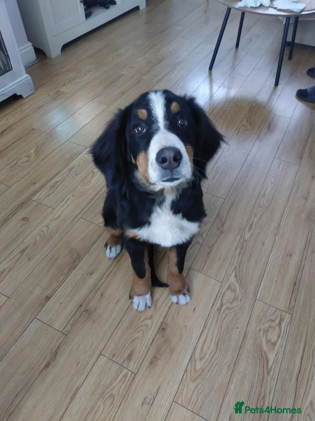 Bernese Mountain Dog dogs for sale: Bernese Mountain Dog  - Advert 2