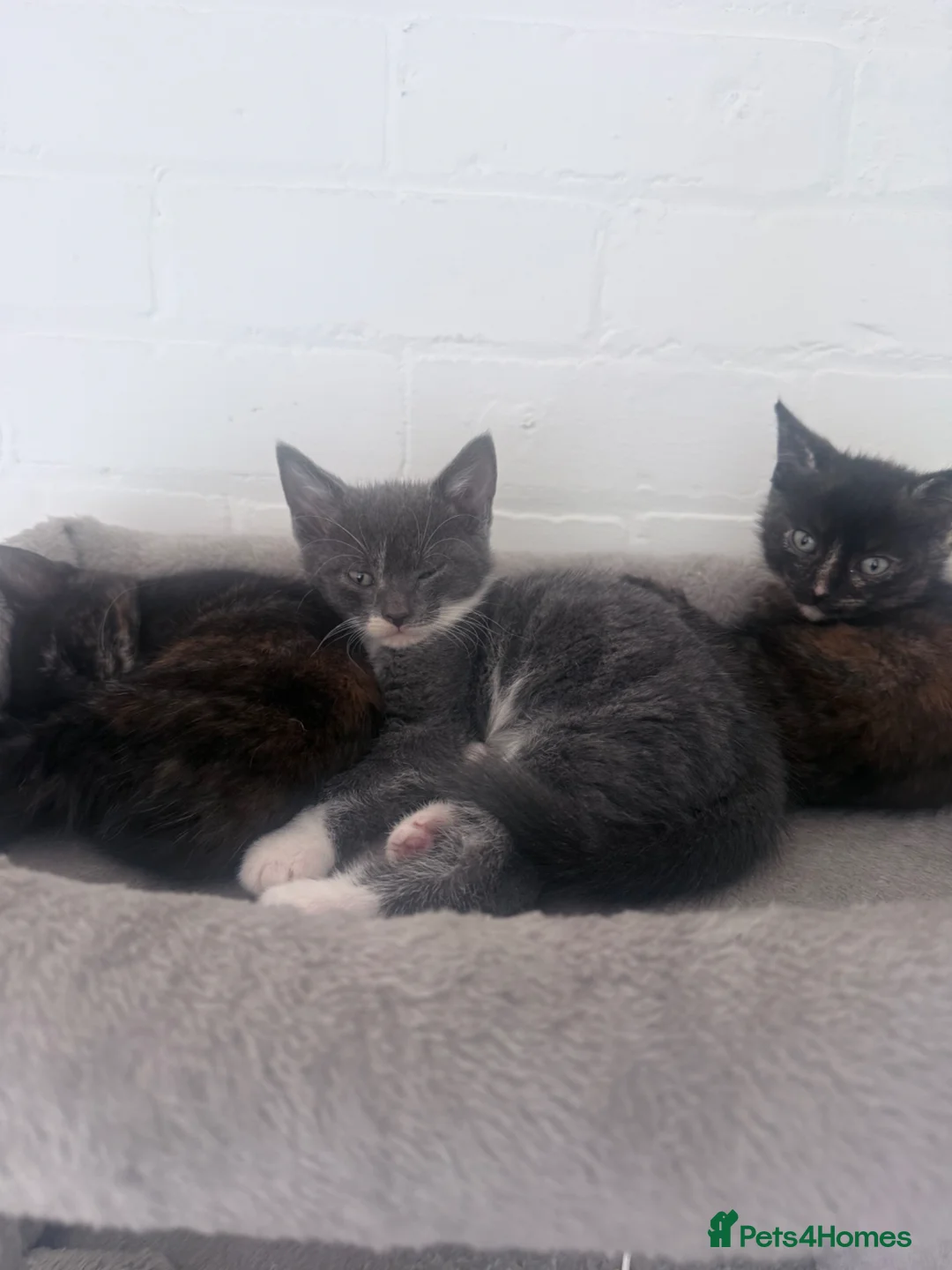 Mixed Breed cats for sale: X 4 kittens two blue males and two female tortis - Advert 10