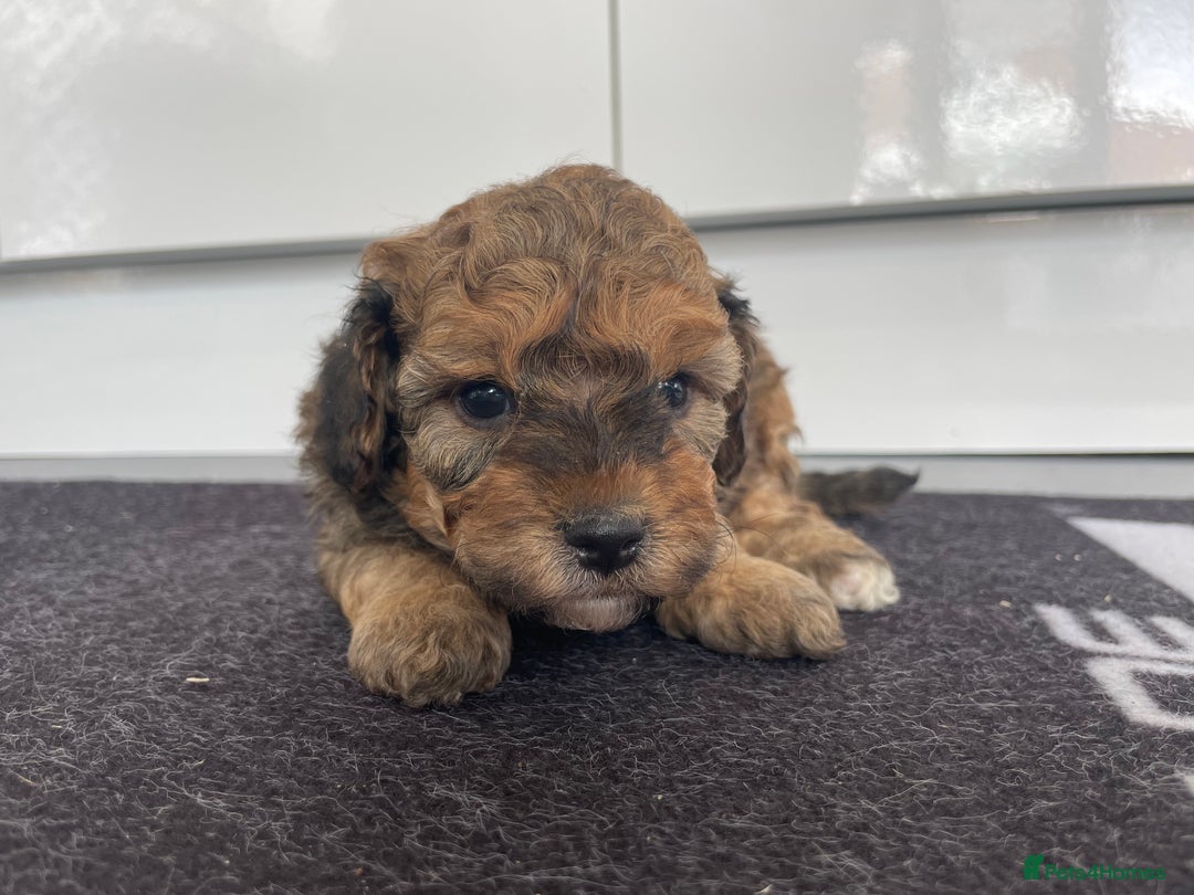 Cavapoochon dogs for sale: Beautiful Cavapoochon puppies for sale  - Image 9