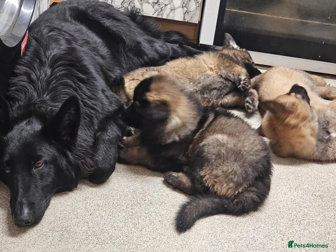 German Shepherd dogs for stud: German Shepherd Elite Pure Black (Groenendael) - Advert 2