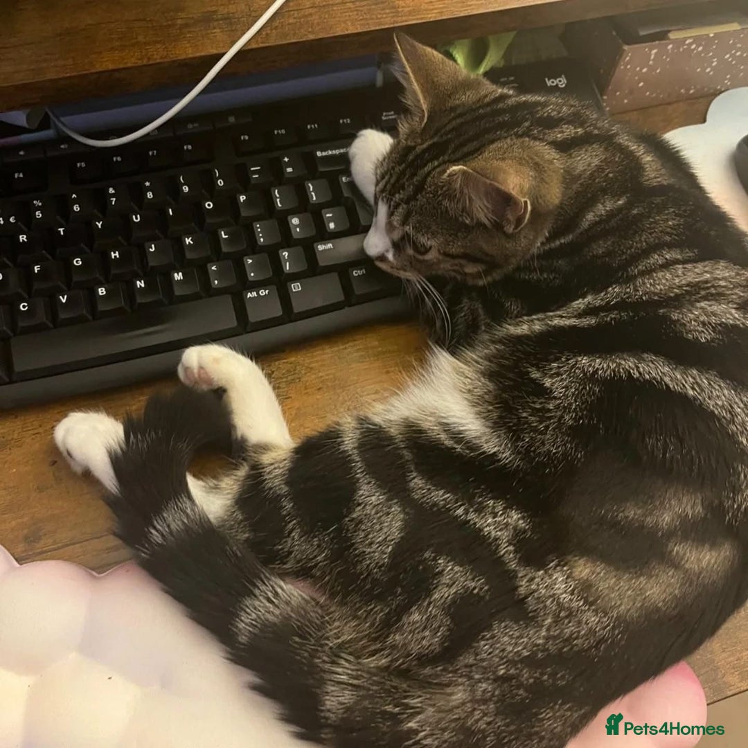 Domestic Shorthair cats for adoption: Gaia, 6 month old kitten  - Advert 4