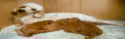 Cavapoo dogs for stud: Cavapoo Stud Dog  5.8kg. 5* Council reg’d - Advert 4