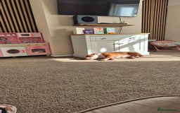 English Bulldog dogs for sale: English bulldog male - Image 7