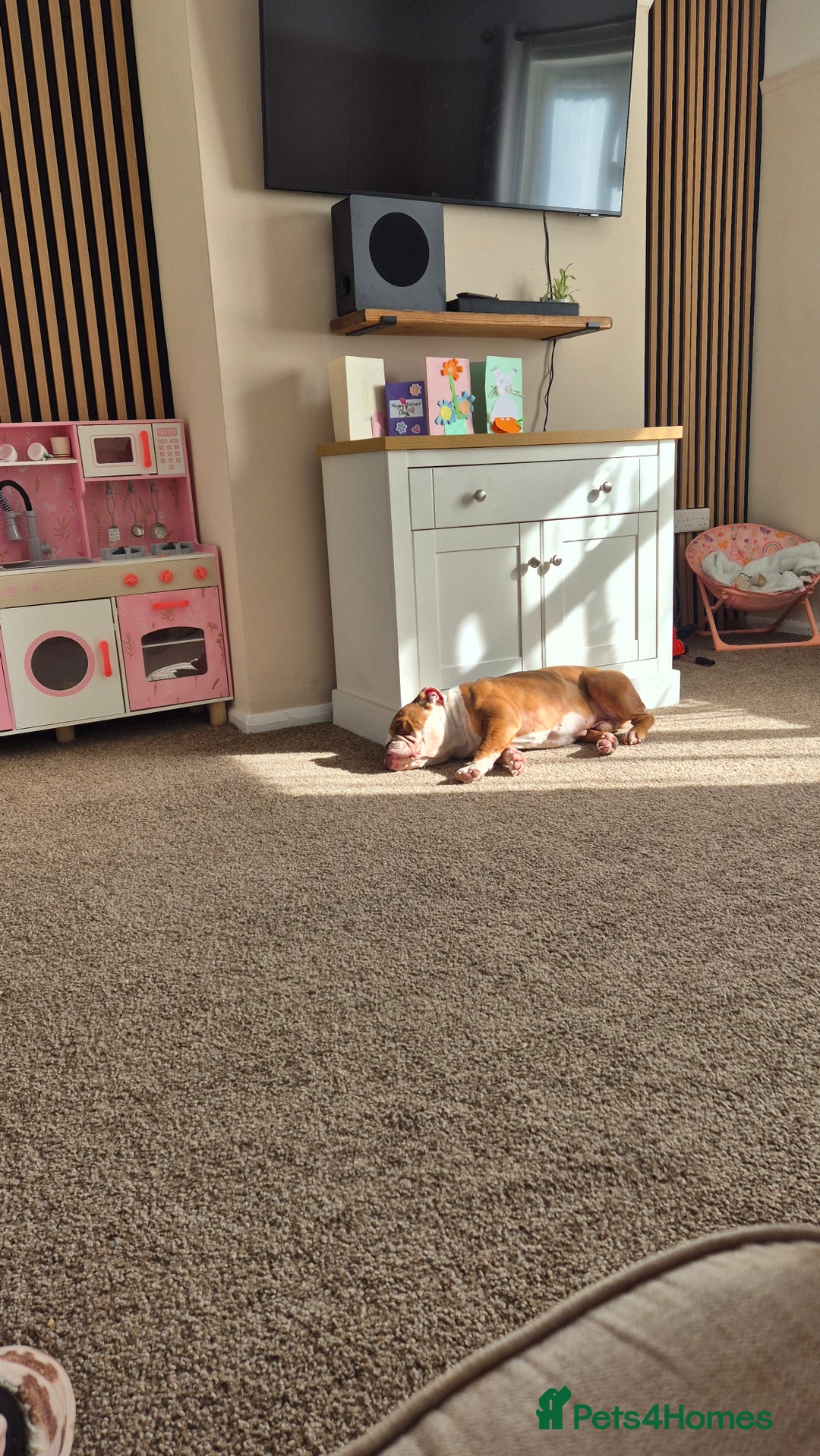 English Bulldog dogs for sale: English bulldog male - Image 7