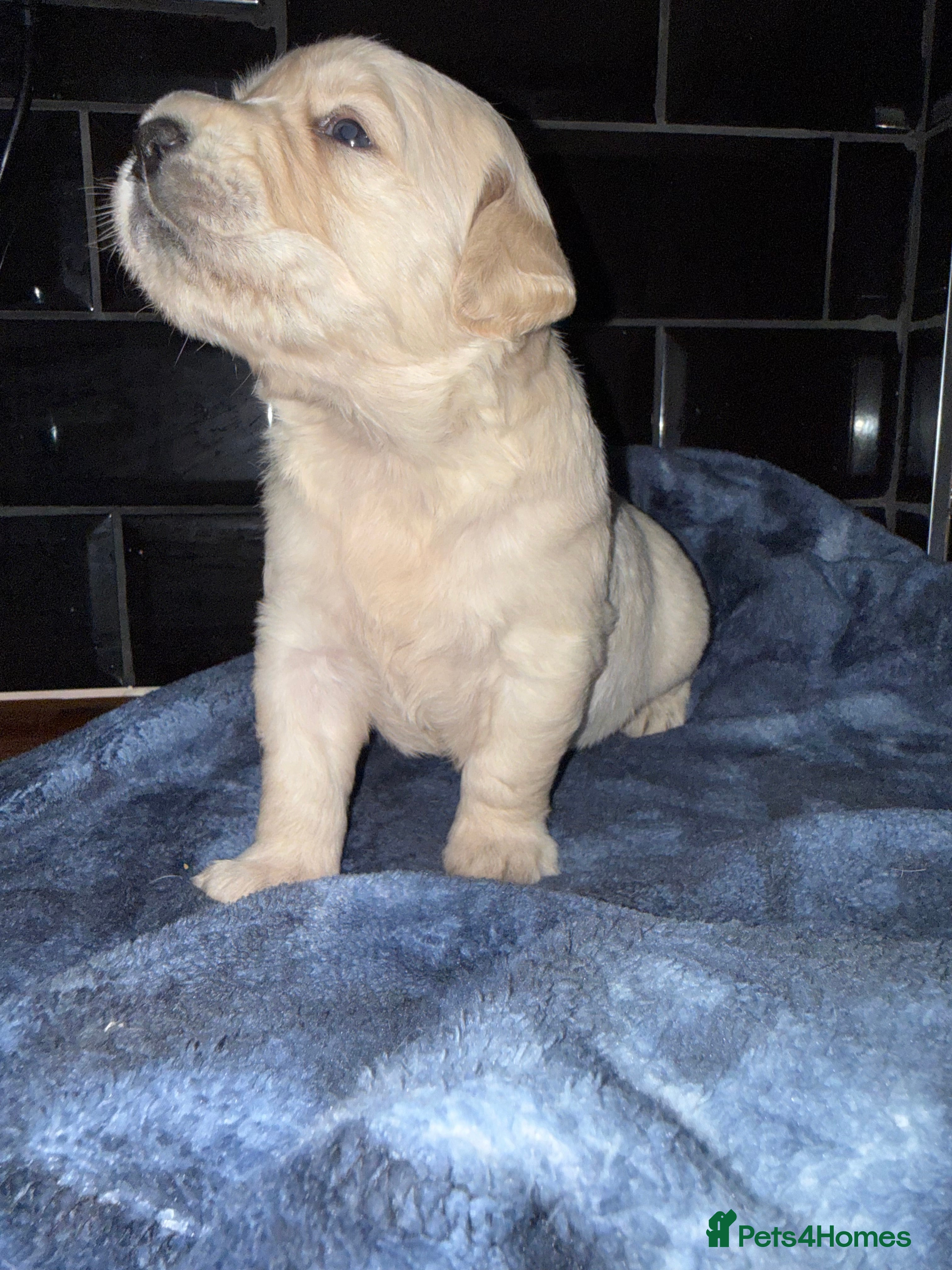 Golden Retriever dogs KC Registered Golden Retriever puppies.  - Advert 2
