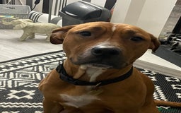 Mixed Breed dogs for sale: Long leg staff  - Image 8