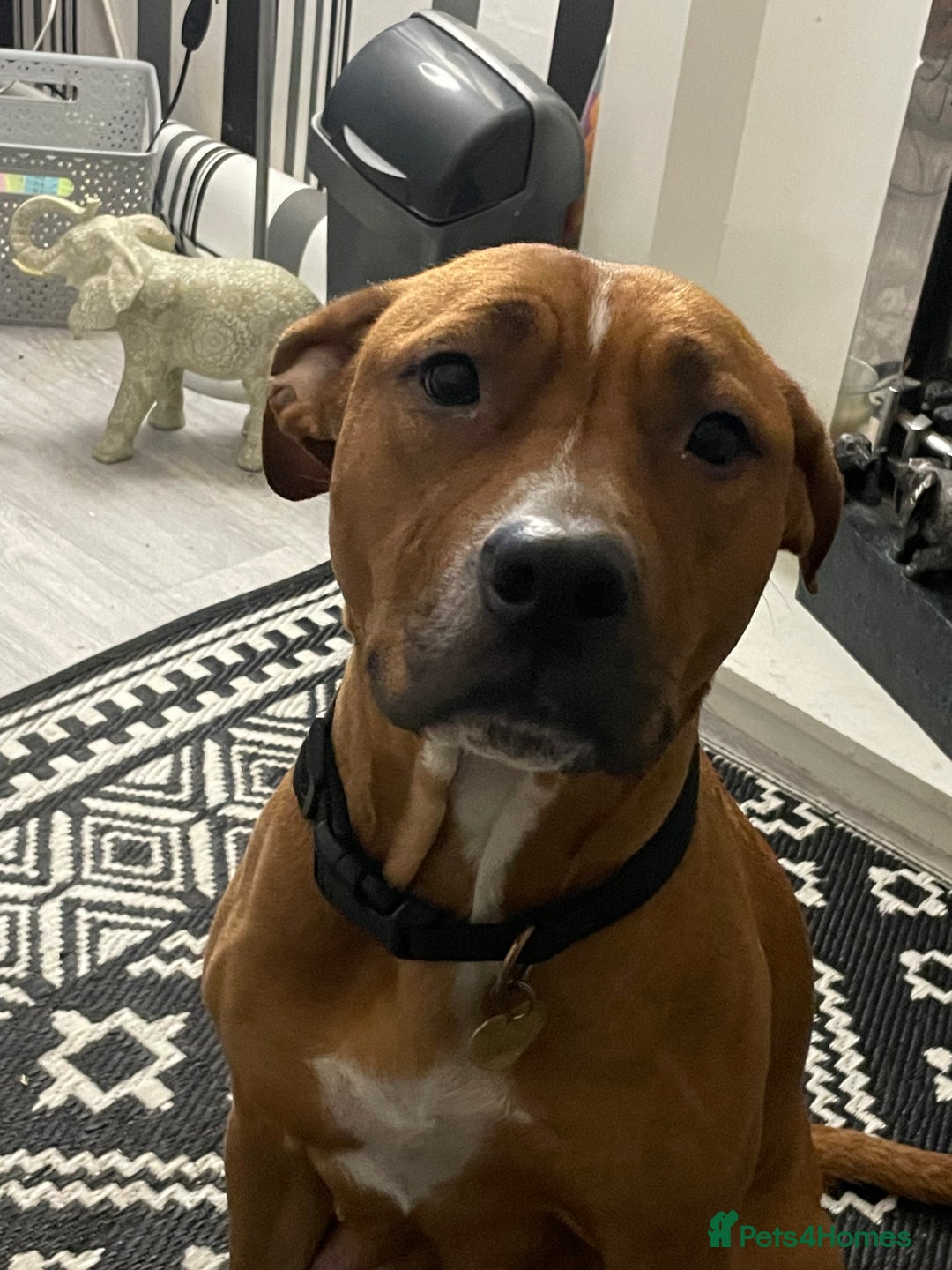 Mixed Breed dogs for sale: Long leg staff  - Image 8