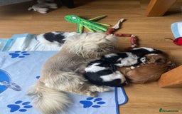 Shih Tzu dogs for sale: TOP KC reg Shih Tzu puppies - Image 17