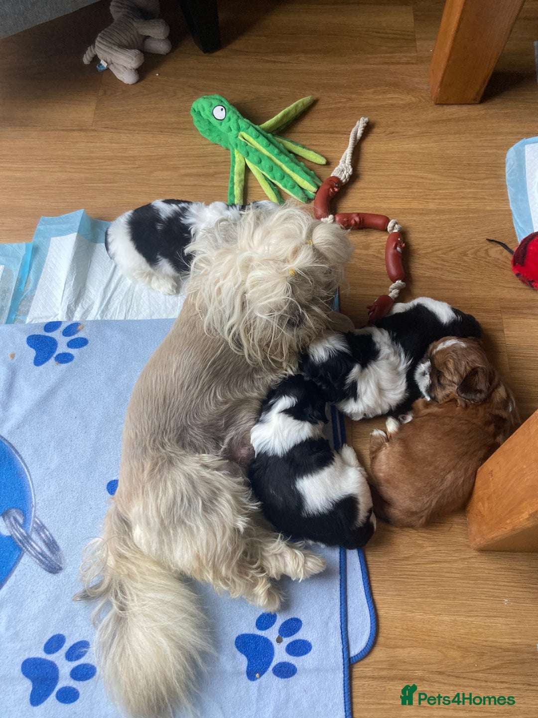 Shih Tzu dogs for sale: TOP KC reg Shih Tzu puppies - Image 17