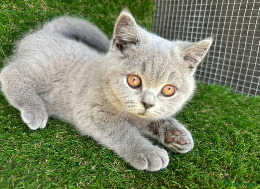 British Shorthair cats for sale: STUNNING GCCF REGISTERED BRITISH SHORTHAIR KITTENS - Advert 2