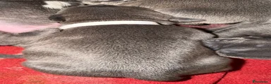 Staffordshire Bull Terrier 6