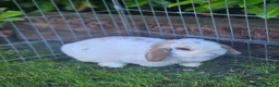 Mini Lop rabbits for sale: Gorgeous honey & white mini lop female - Advert 2